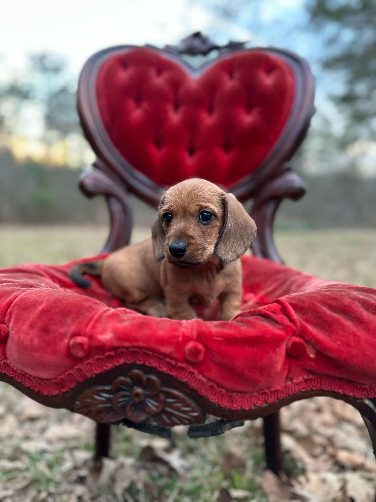 Miniature Wire-haired Dachshund Puppies breeder image 1