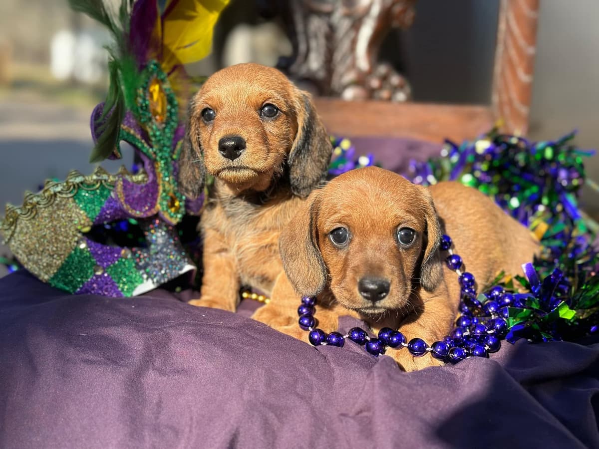 Miniature Wire-haired Dachshund Puppies breeder image 2