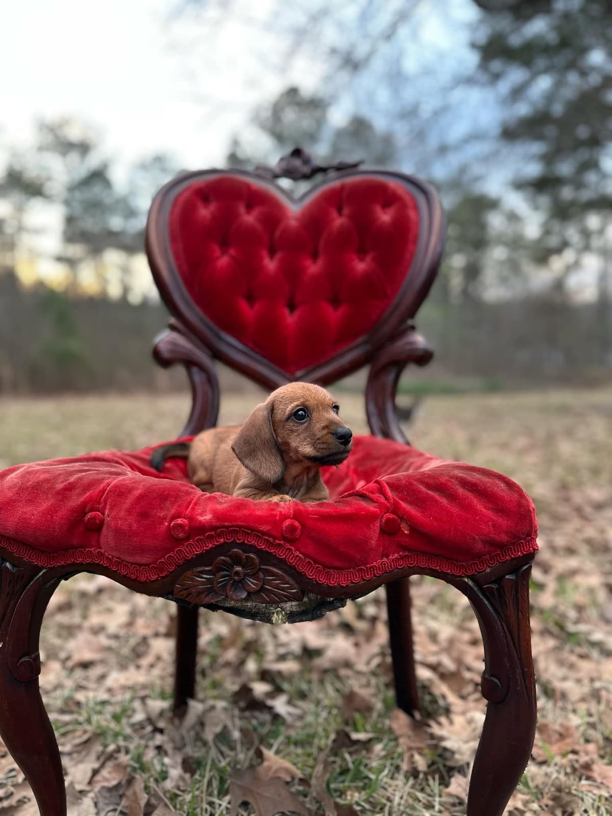 Miniature Wire-haired Dachshund Puppies breeder image 3