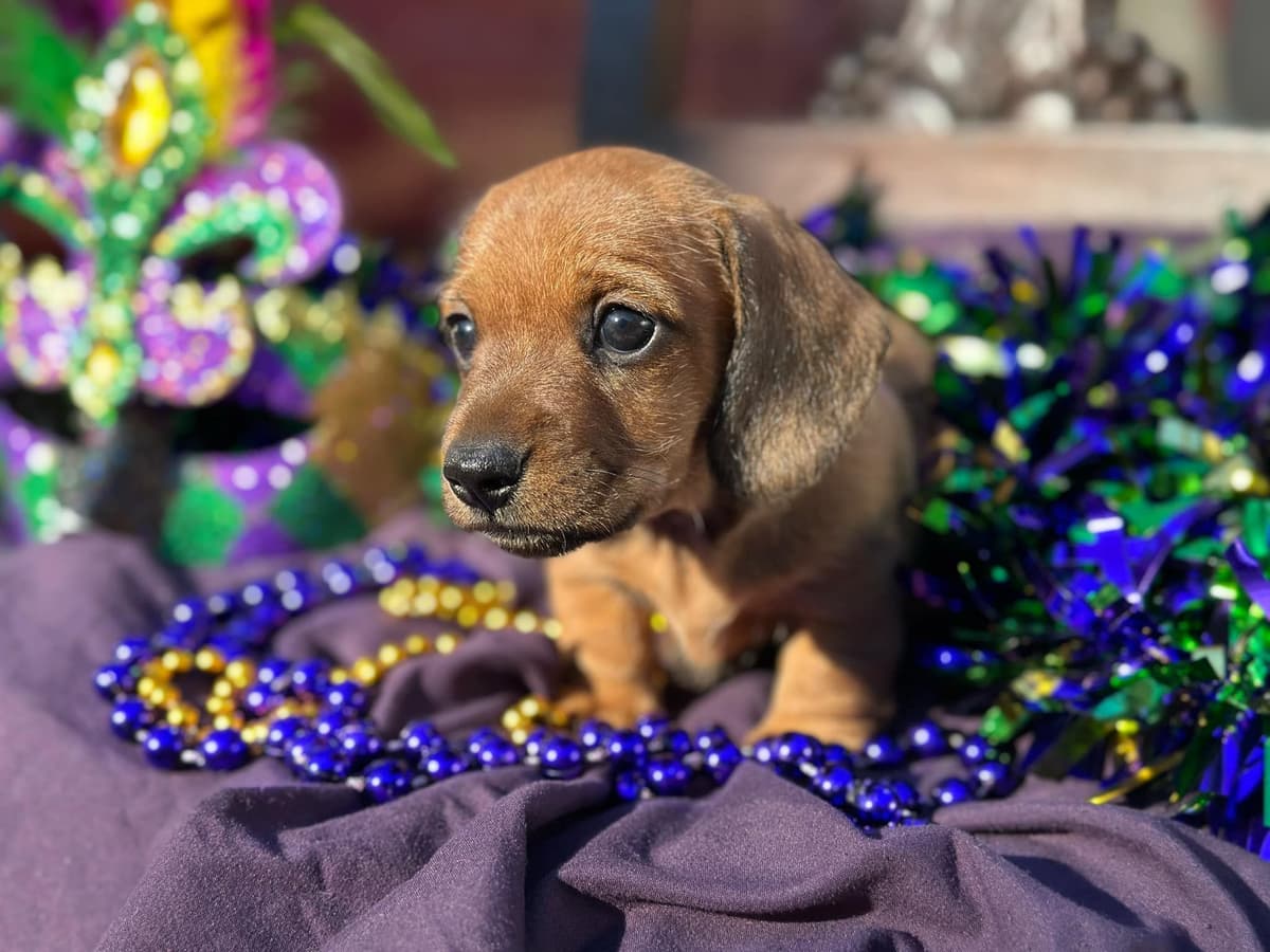 Miniature Wire-haired Dachshund Puppies breeder image 7