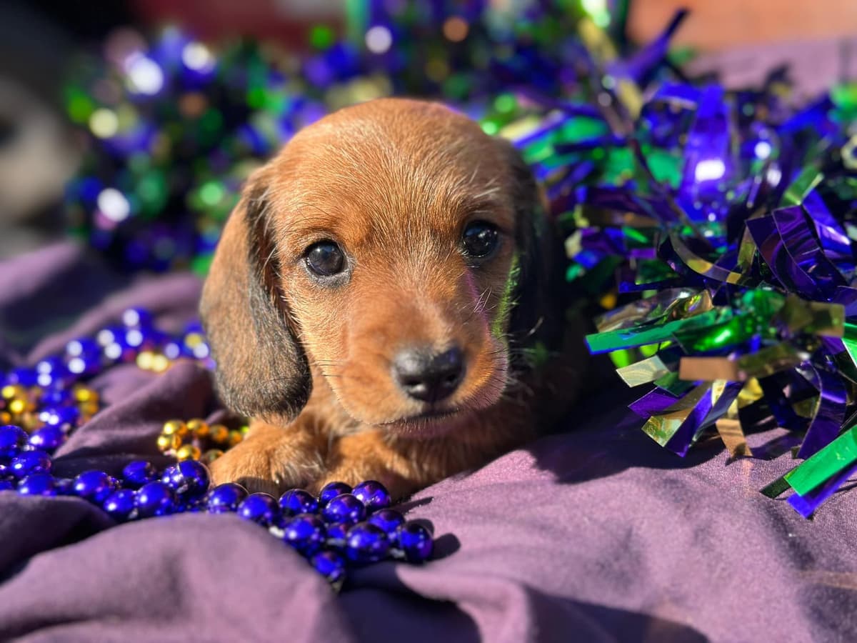 Miniature Wire-haired Dachshund Puppies breeder image 4