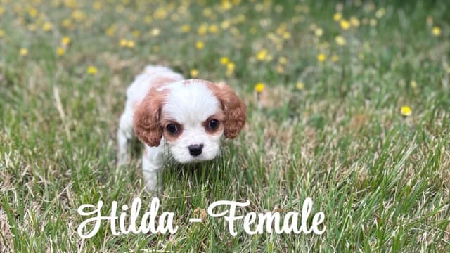 Cavalier King Charles Spaniel Puppies media 2