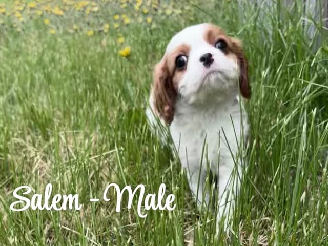 Cavalier King Charles Spaniel Puppies media 3