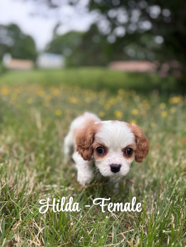 Cavalier King Charles Spaniel Puppies media 4