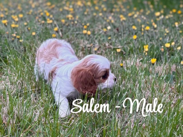 Cavalier King Charles Spaniel Puppies media 5