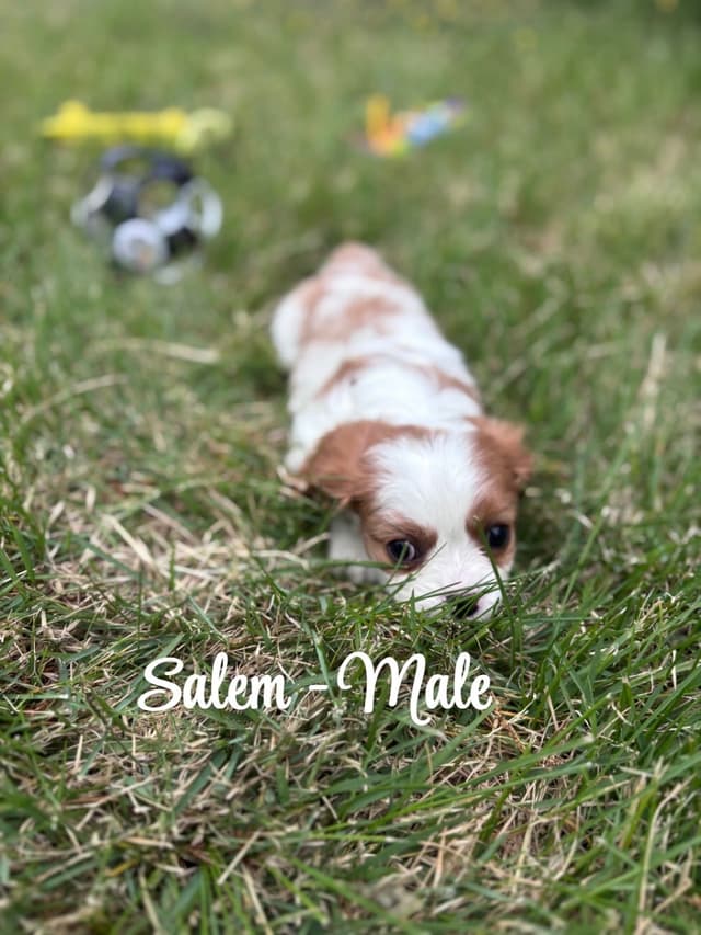 Cavalier King Charles Spaniel Puppies media 6