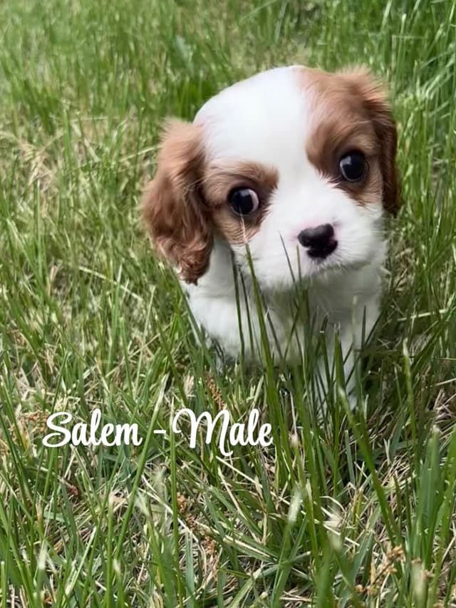 Cavalier King Charles Spaniel Puppies media 7