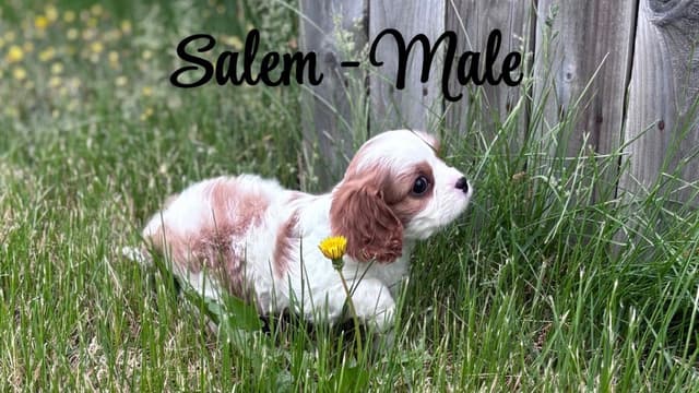 Cavalier King Charles Spaniel Puppies media 8
