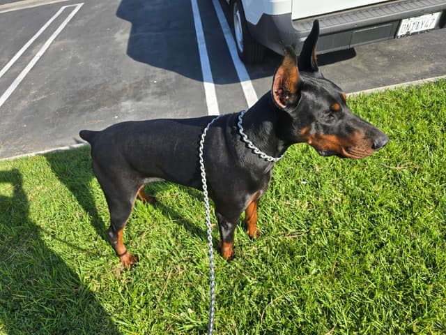 Home Raised AKC European Doberman puppies media 3