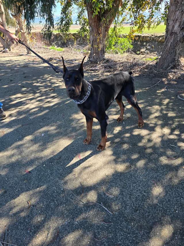 Home Raised AKC European Doberman puppies media 4