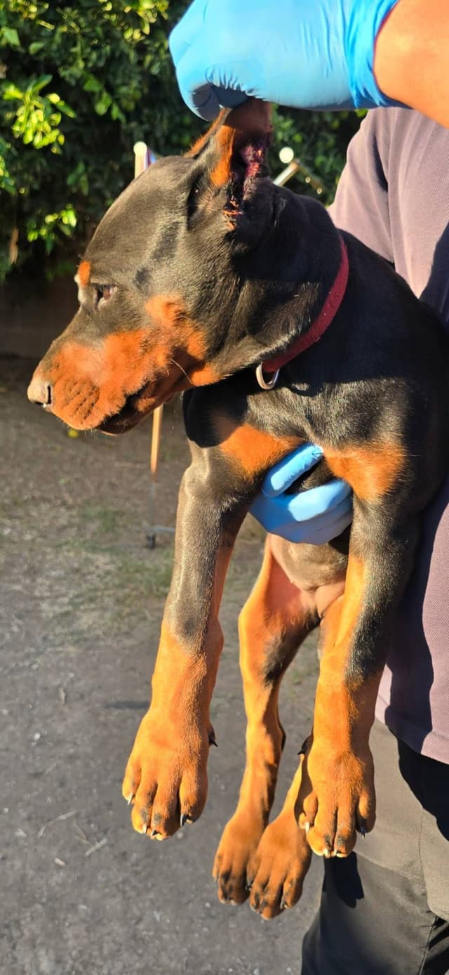 Home Raised AKC European Doberman puppies media 10