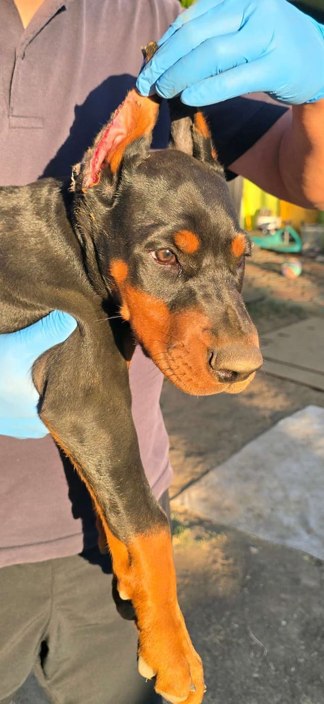 Home Raised AKC European Doberman puppies media 11