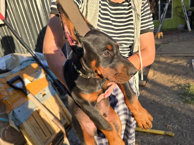 Home Raised AKC European Doberman puppies media 9