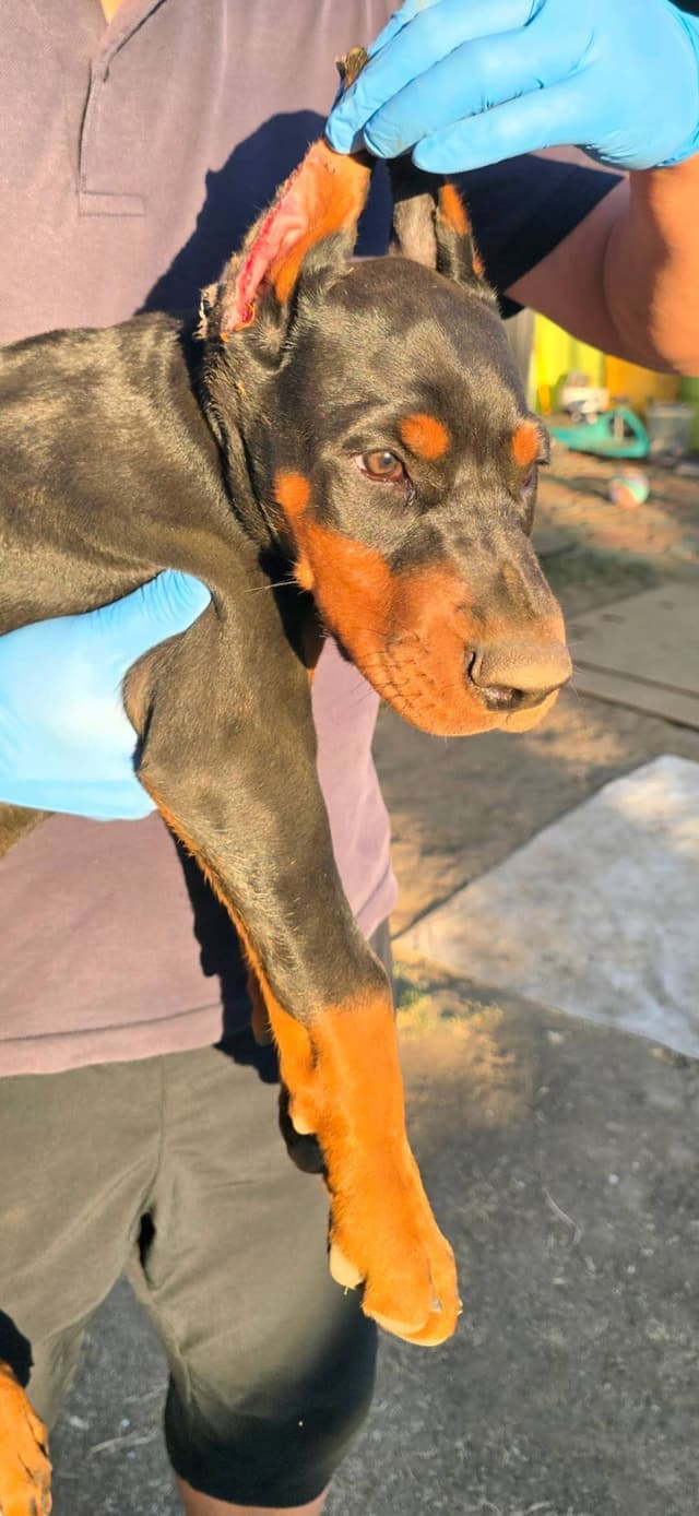 Home Raised AKC European Doberman puppies media 12