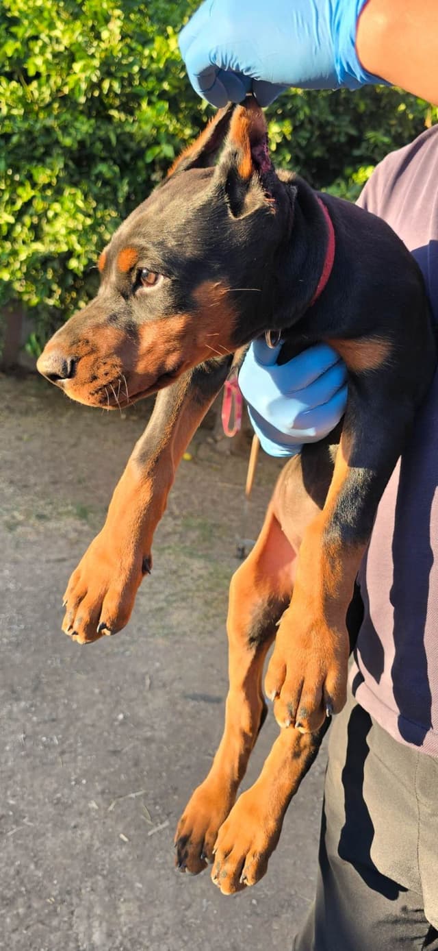 Home Raised AKC European Doberman puppies media 13