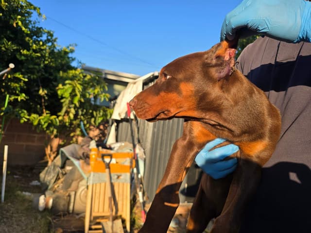 Home Raised AKC European Doberman puppies media 15