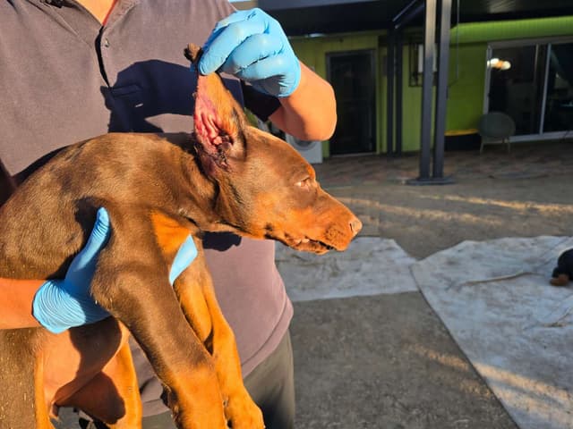 Home Raised AKC European Doberman puppies media 16