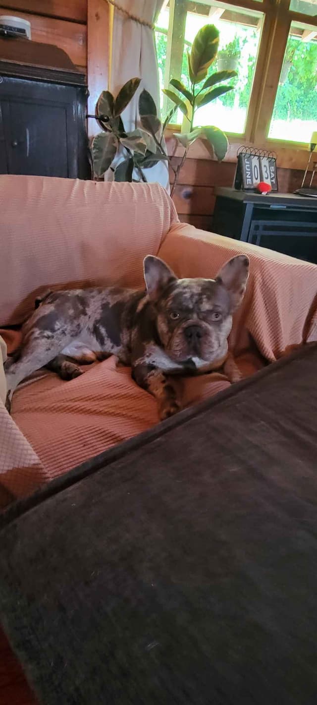 French Bulldog Puppies media 2