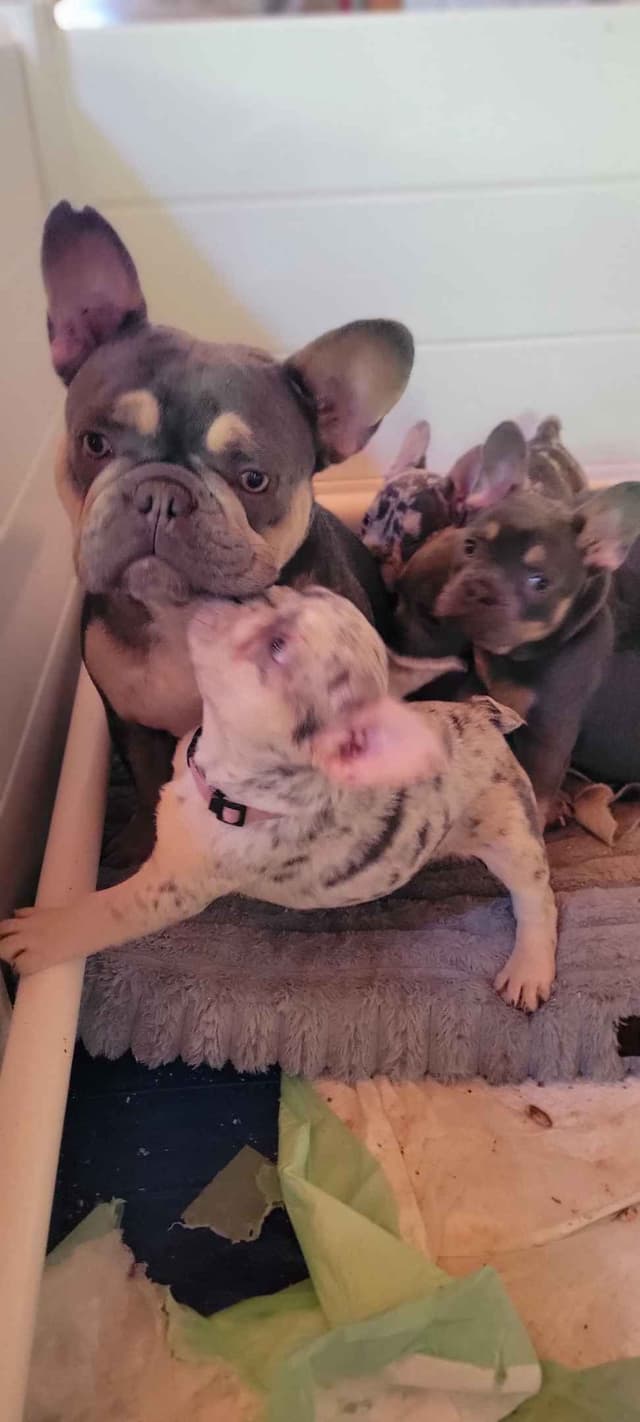 French Bulldog Puppies media 3