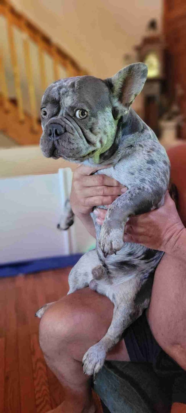 French Bulldog Puppies media 5