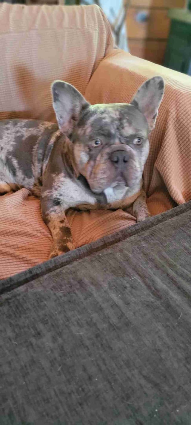 French Bulldog Puppies media 4