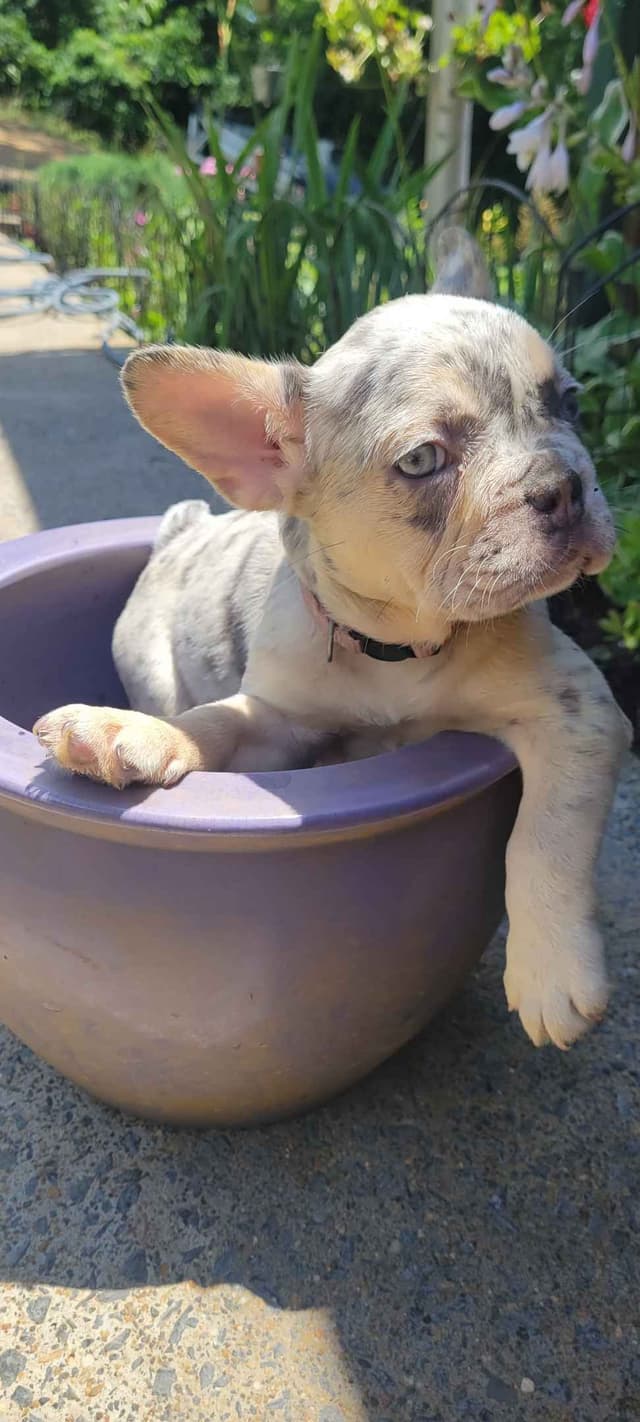 French Bulldog Puppies media 6