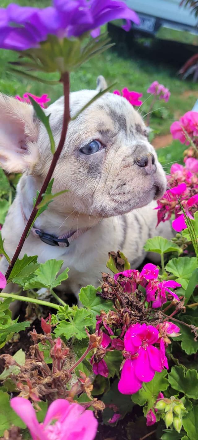 French Bulldog Puppies media 7