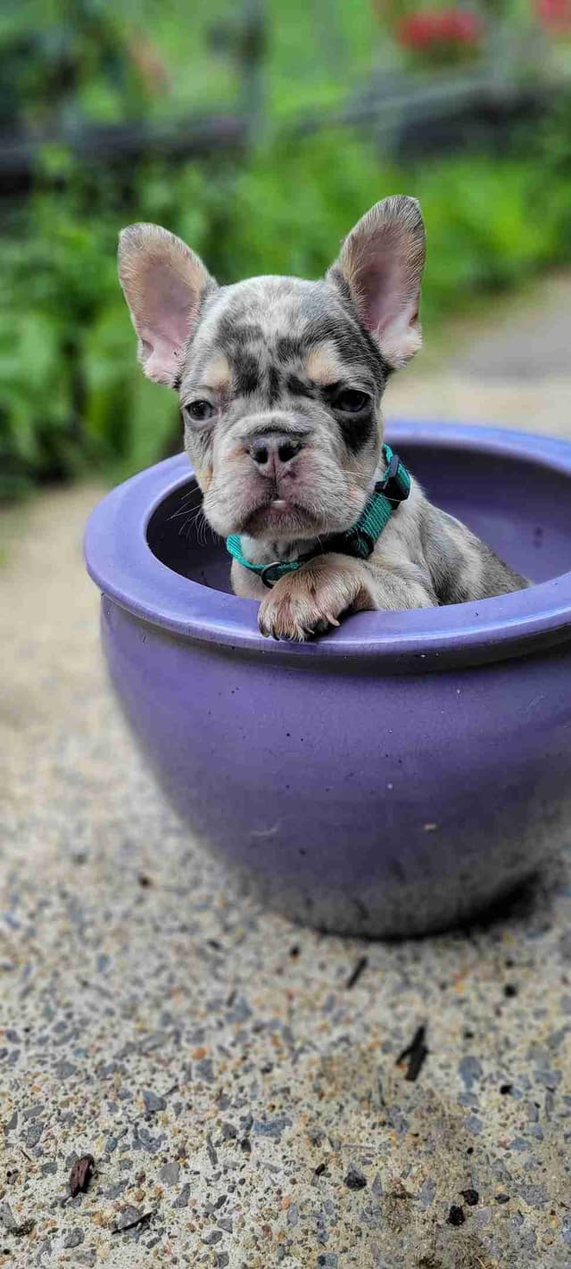 French Bulldog Puppies media 9