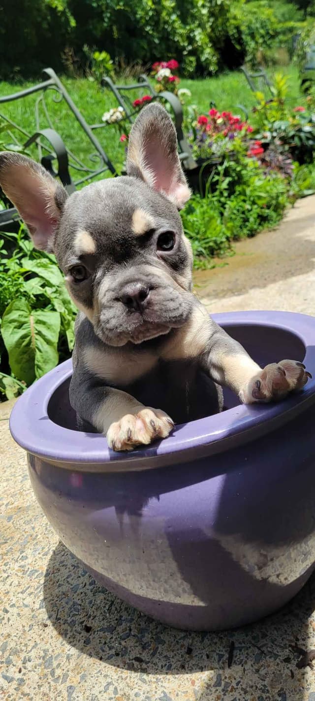 French Bulldog Puppies media 8