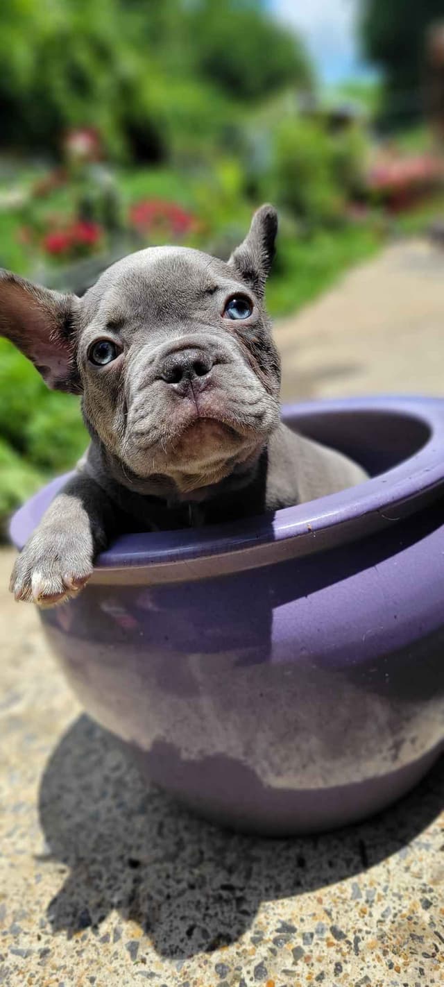 French Bulldog Puppies media 11