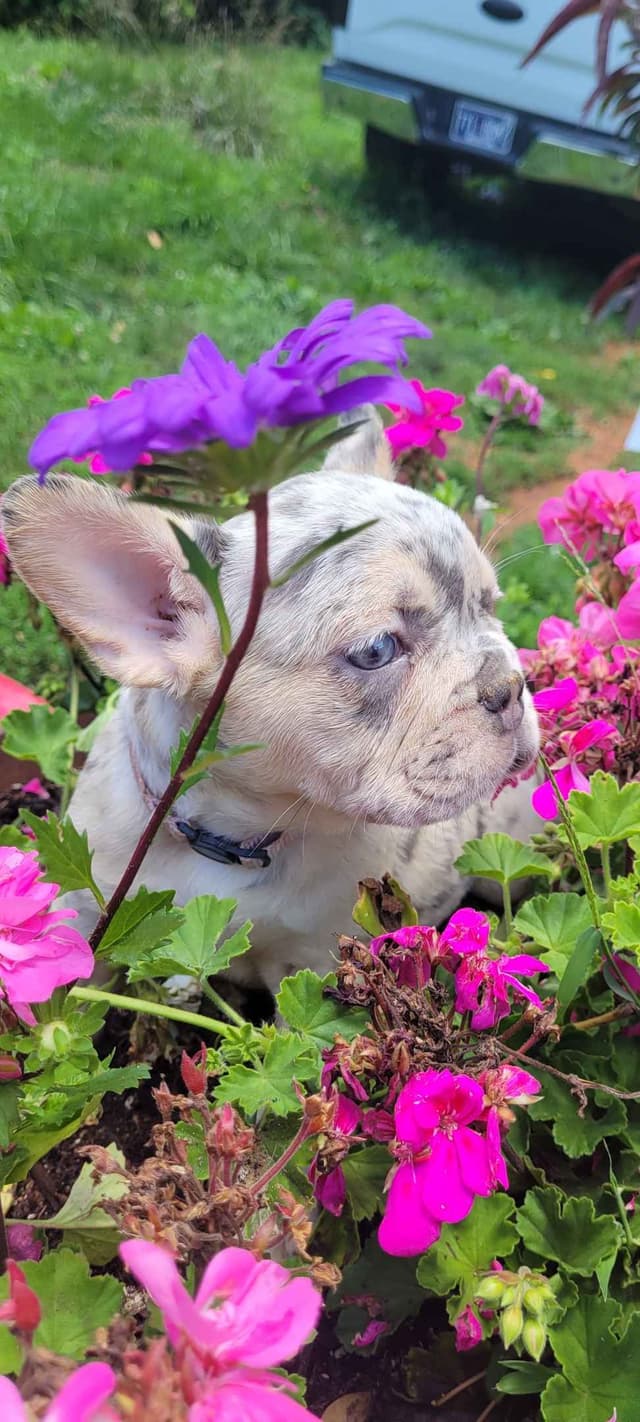 French Bulldog Puppies media 12