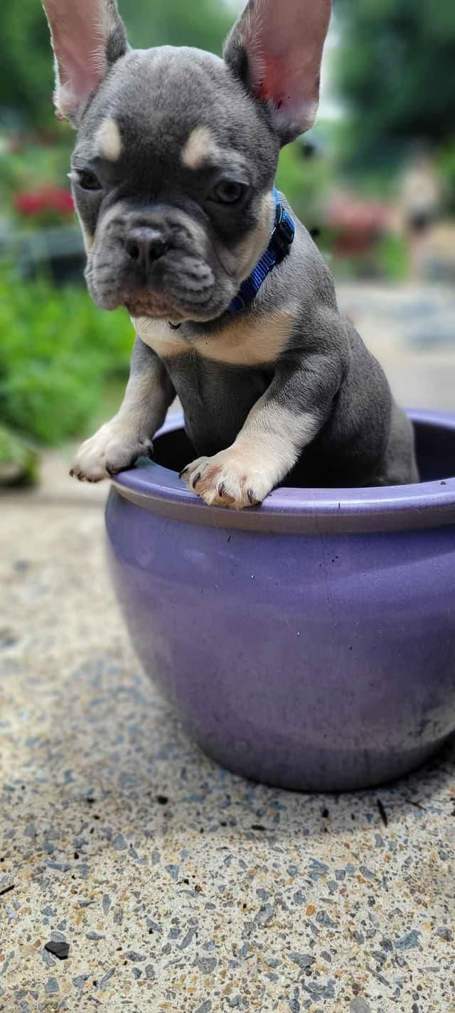 French Bulldog Puppies media 15