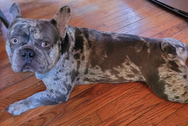 French Bulldog Puppies media 19