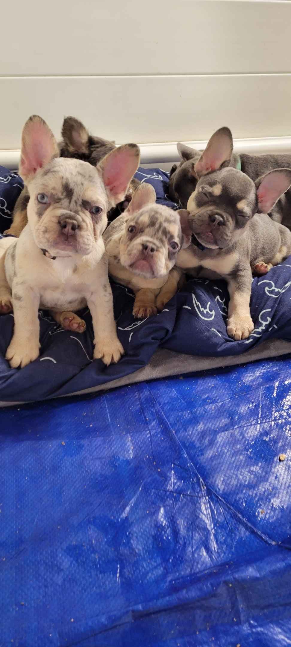 French Bulldog Puppies breeder image 6