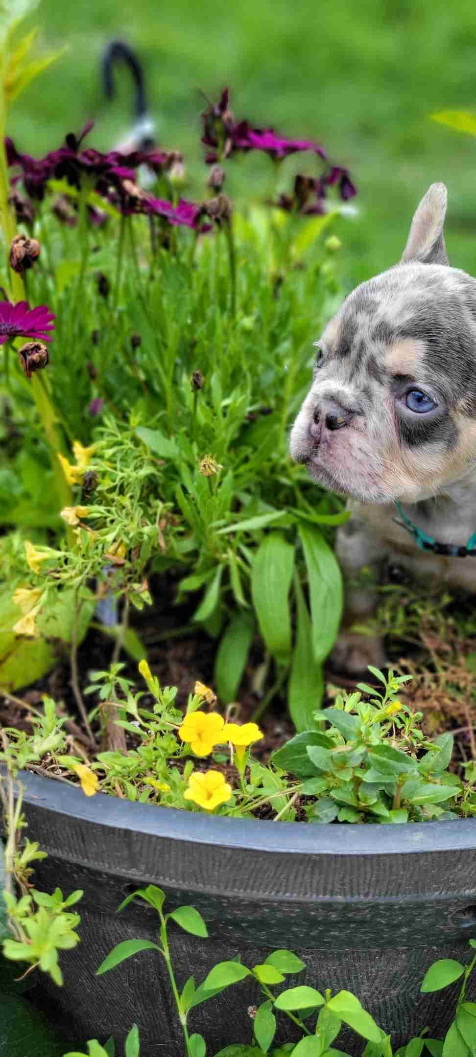 French Bulldog Puppies breeder image 7