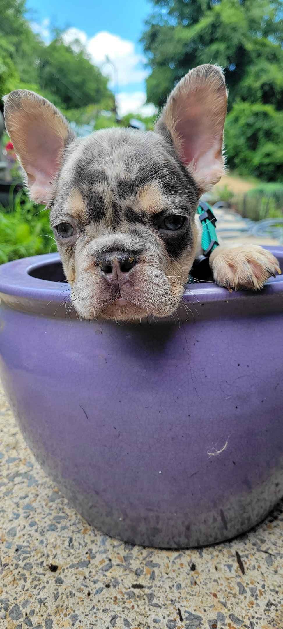 French Bulldog Puppies breeder image 8