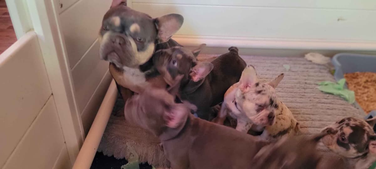 French Bulldog Puppies breeder image 11