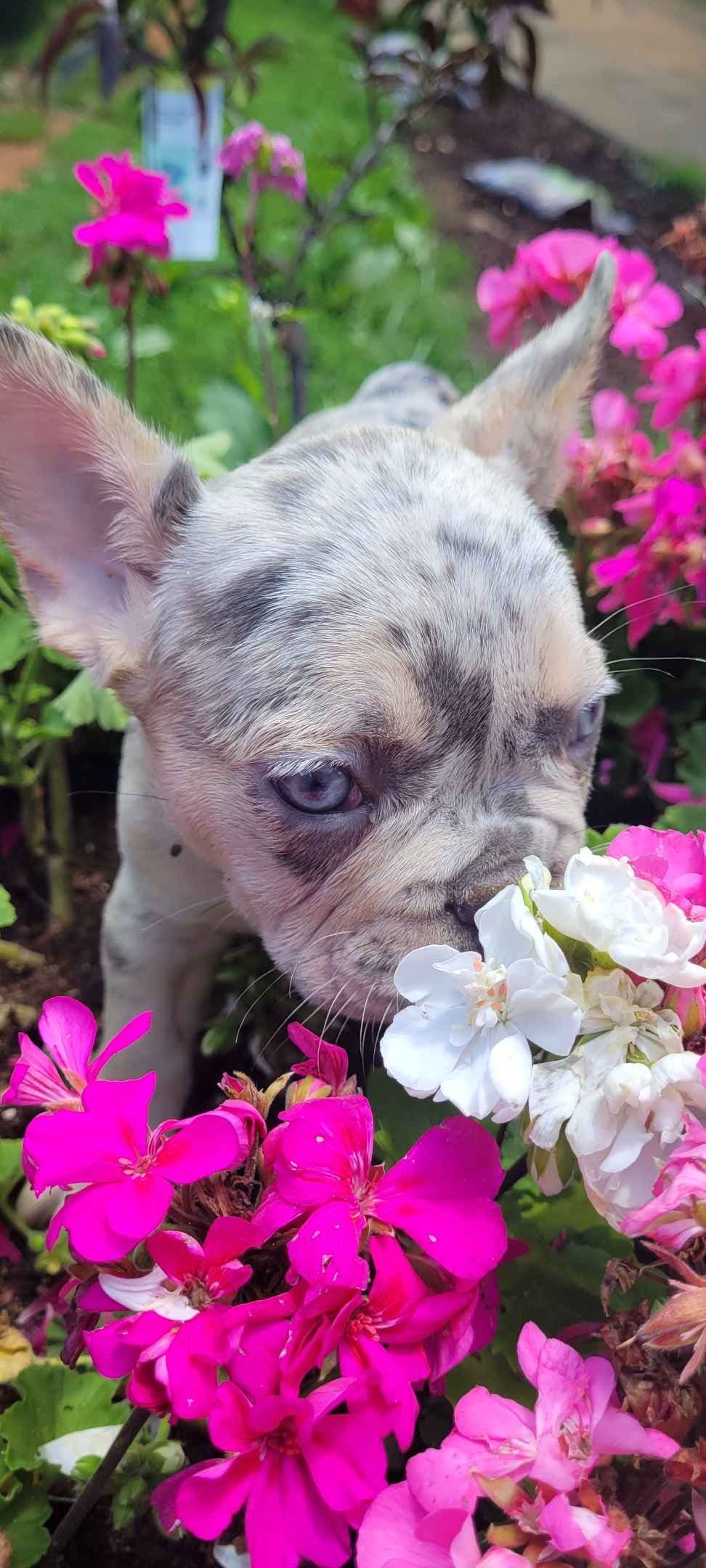 French Bulldog Puppies breeder image 9