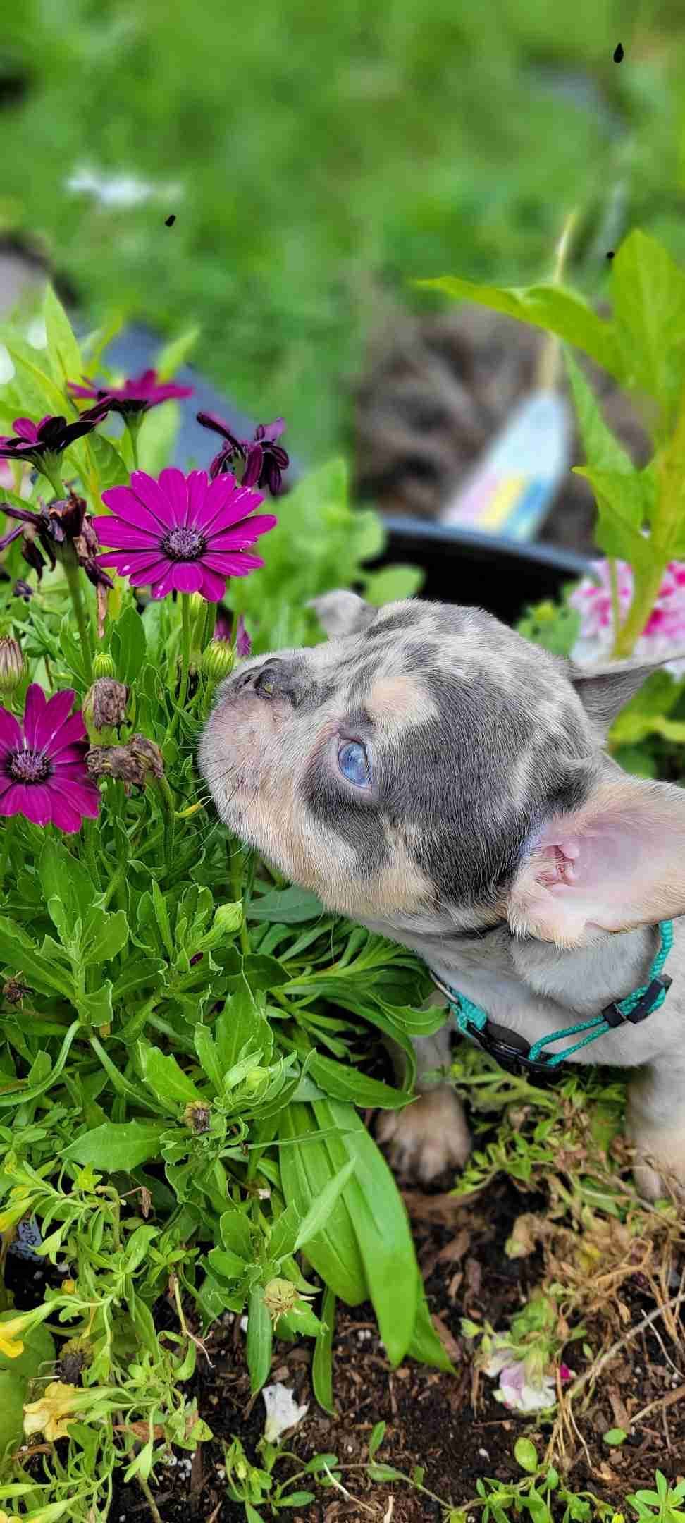 French Bulldog Puppies breeder image 10