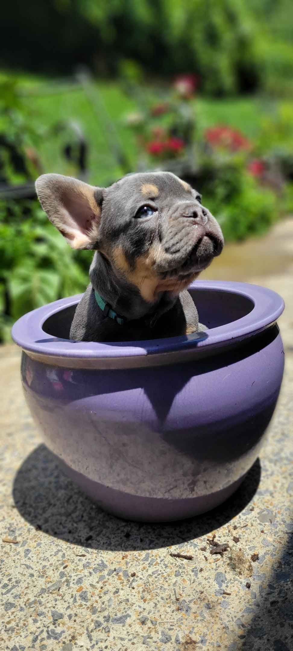 French Bulldog Puppies breeder image 14