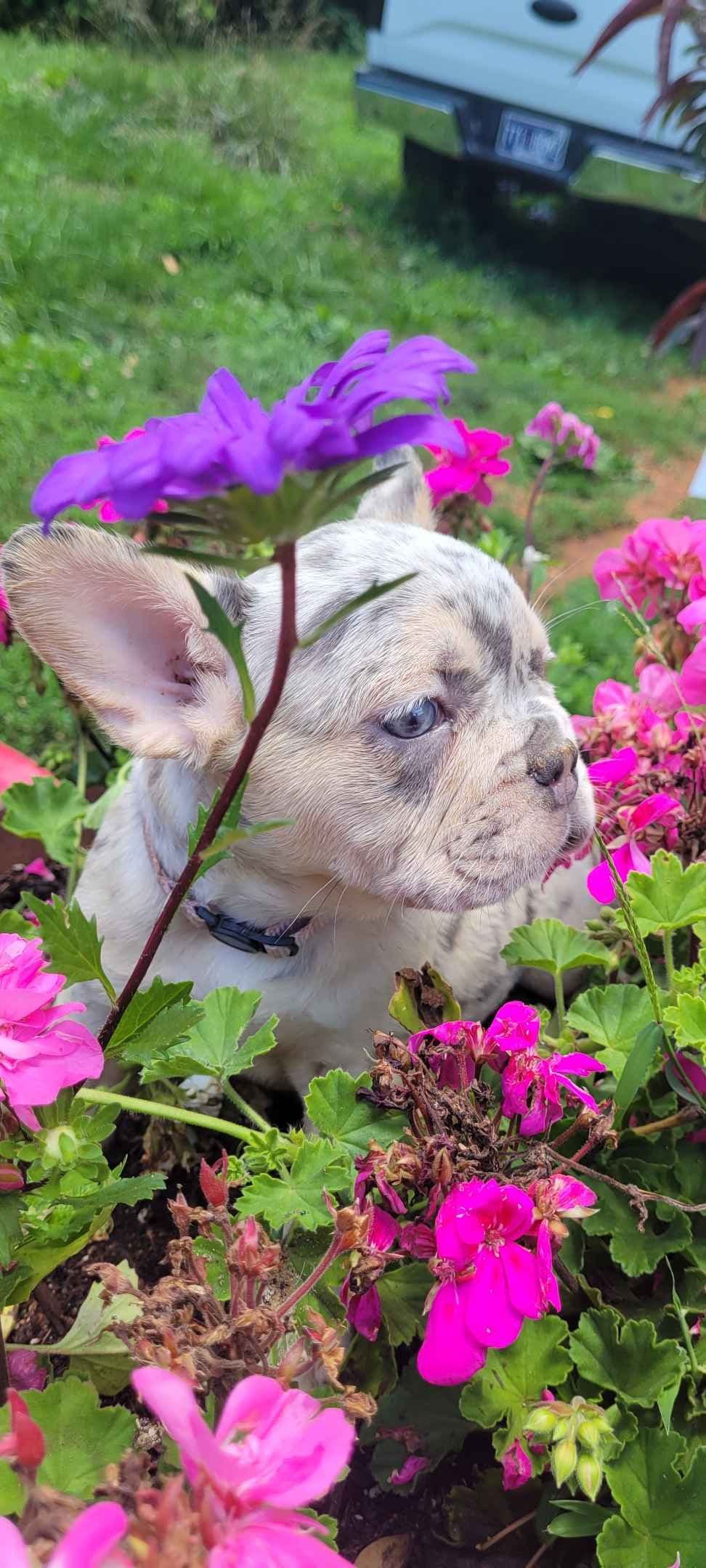 French Bulldog Puppies breeder image 15