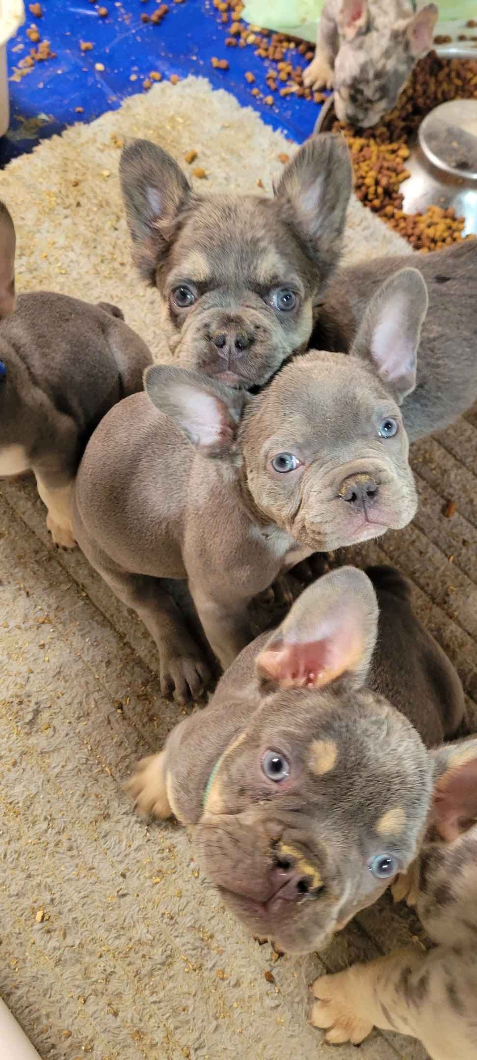 French Bulldog Puppies breeder image 16