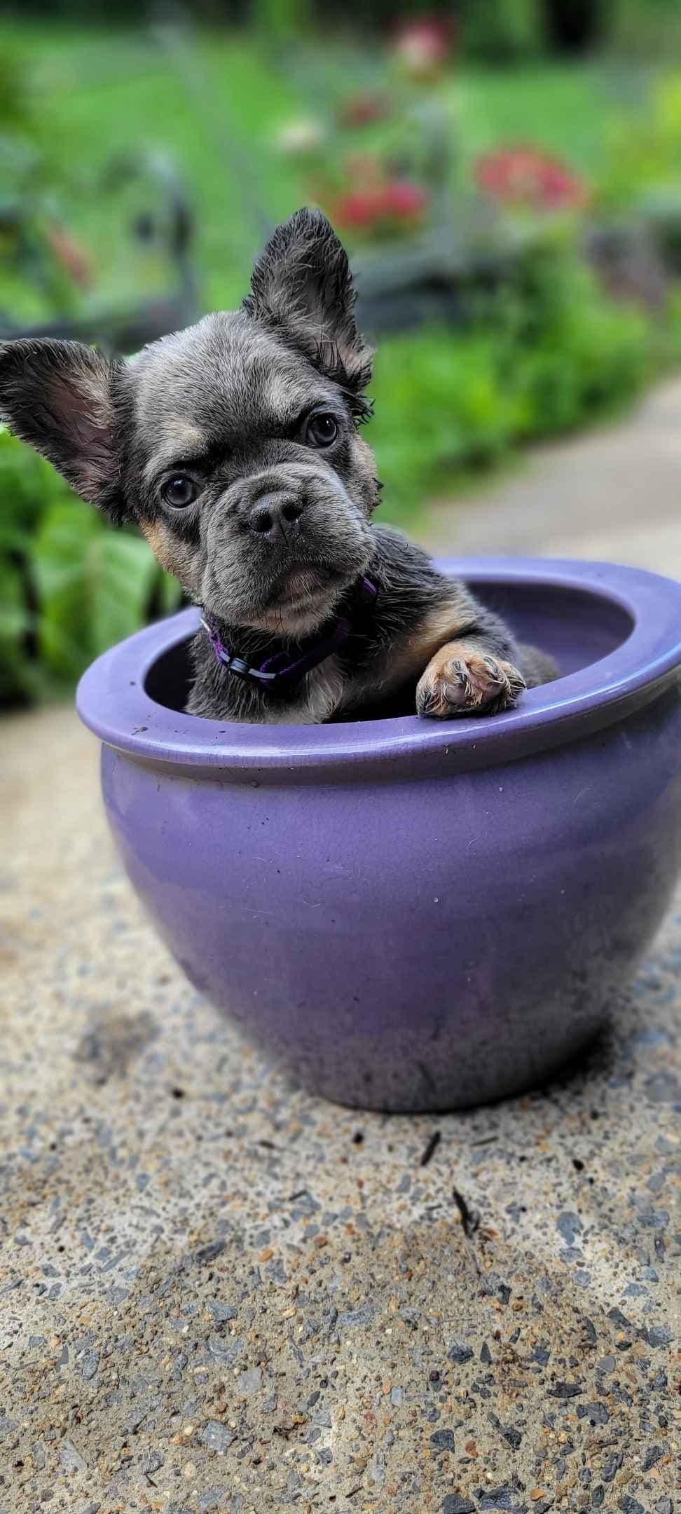 French Bulldog Puppies breeder image 18