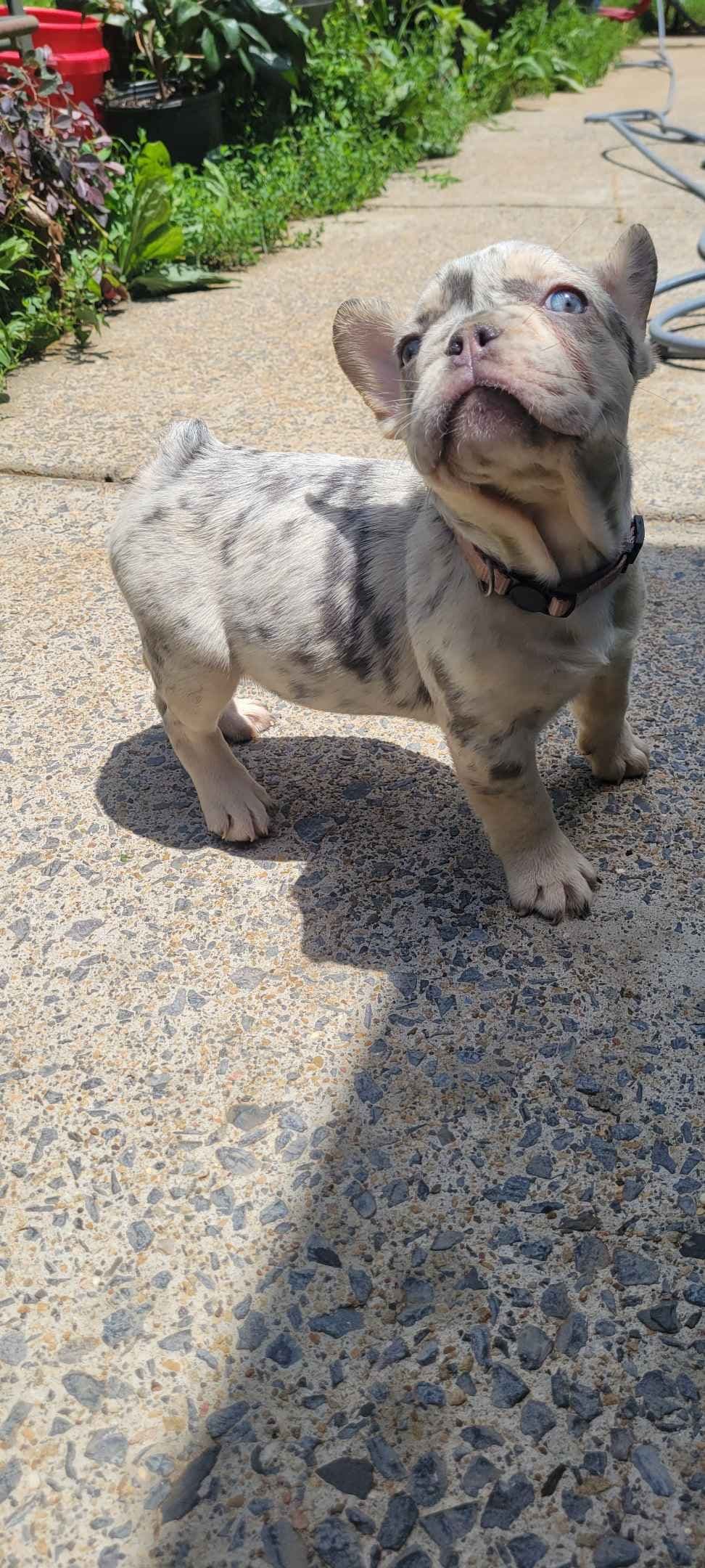 French Bulldog Puppies breeder image 20