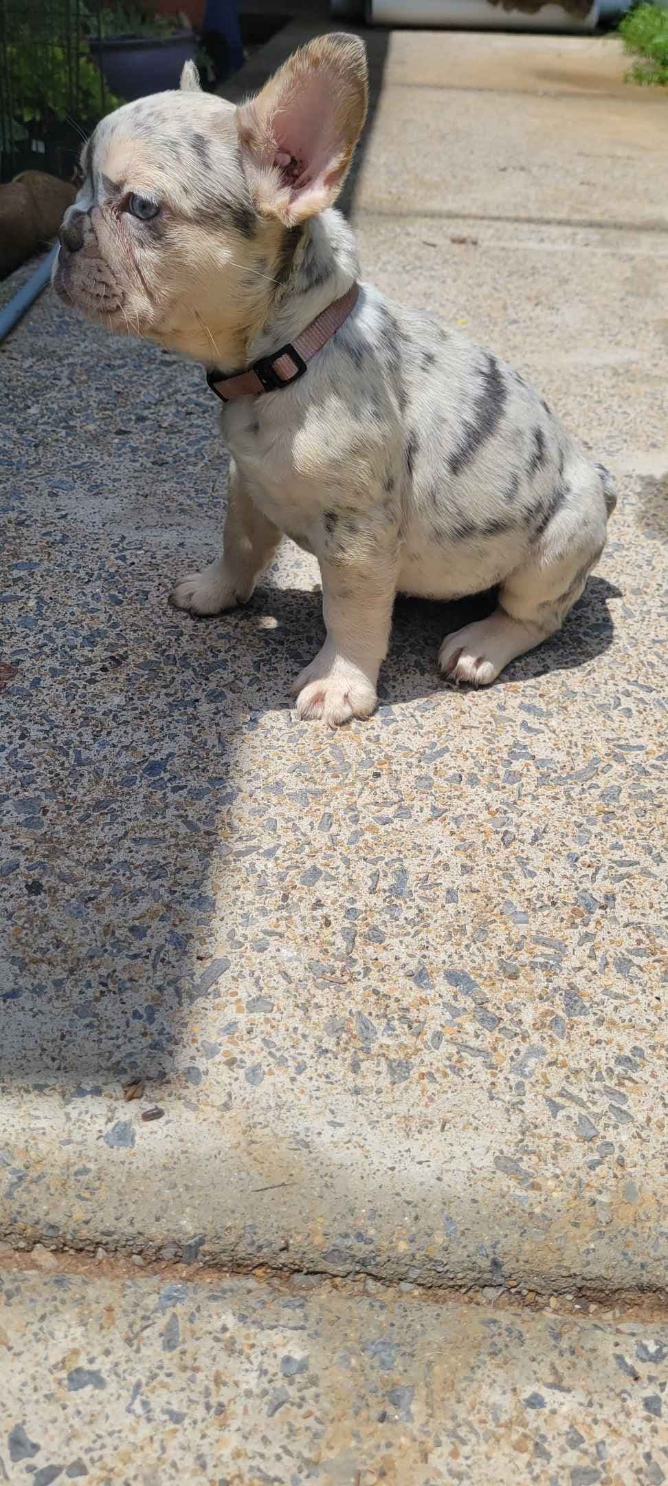French Bulldog Puppies breeder image 23