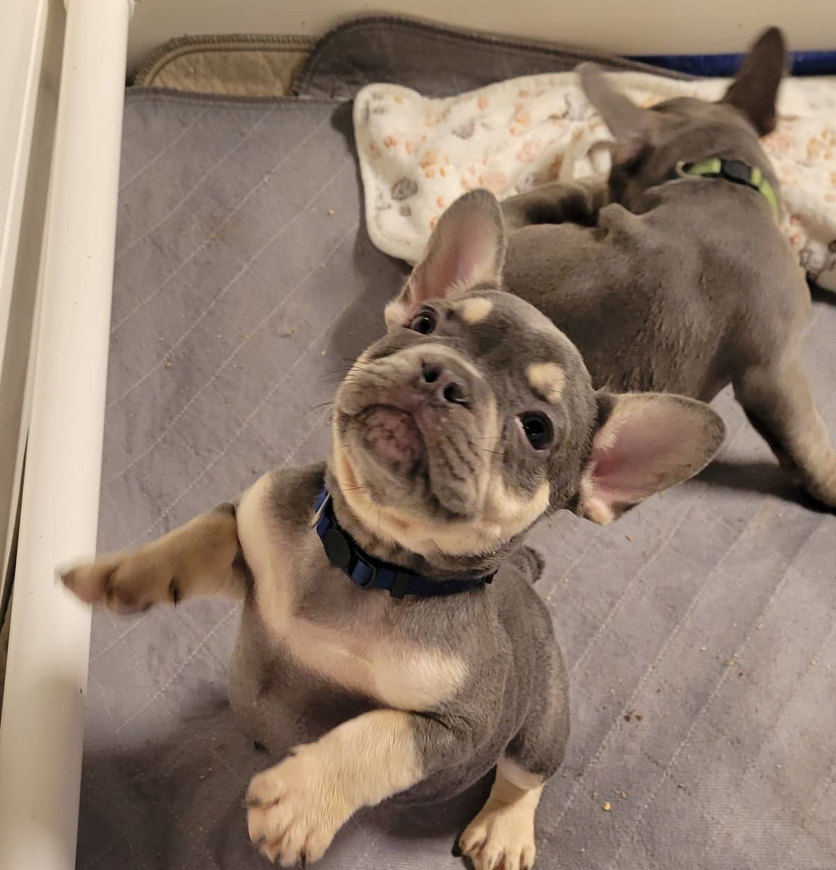 French Bulldog Puppies breeder image 24