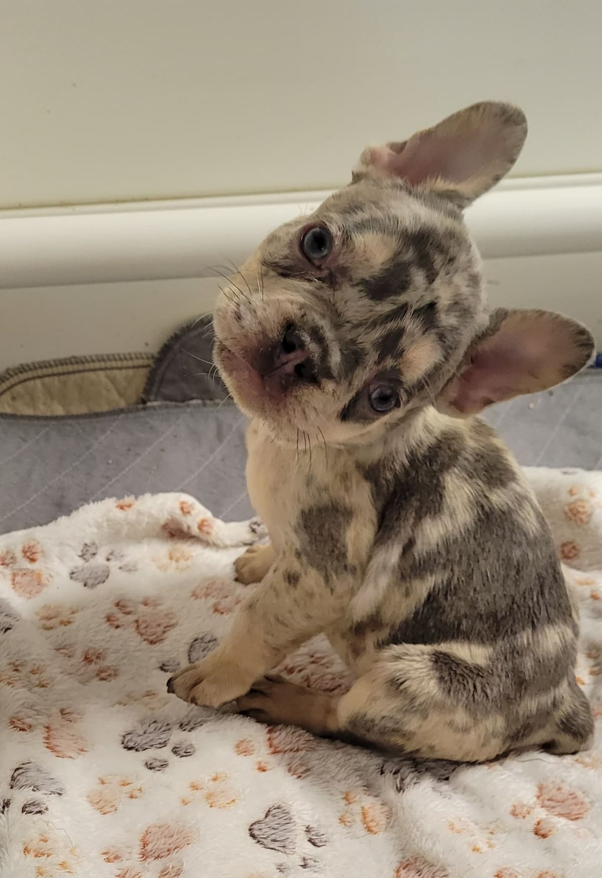 French Bulldog Puppies breeder image 21