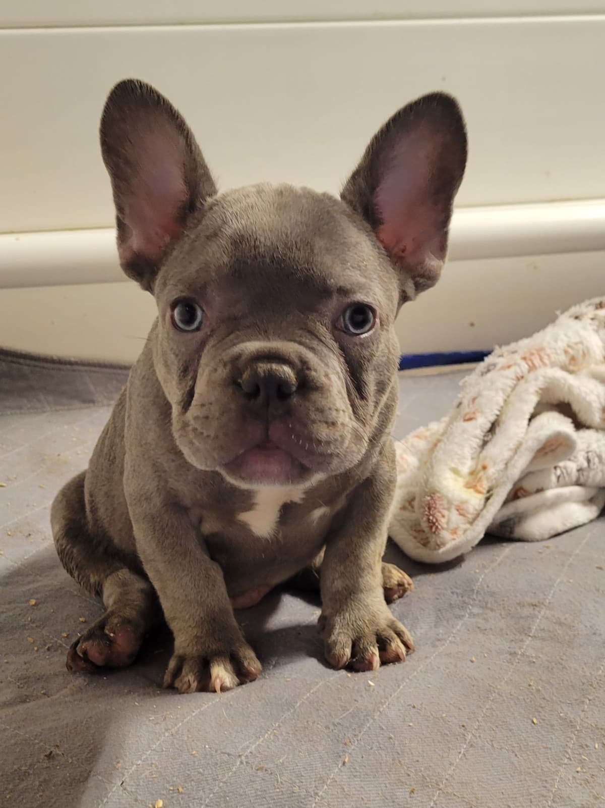 French Bulldog Puppies breeder image 22