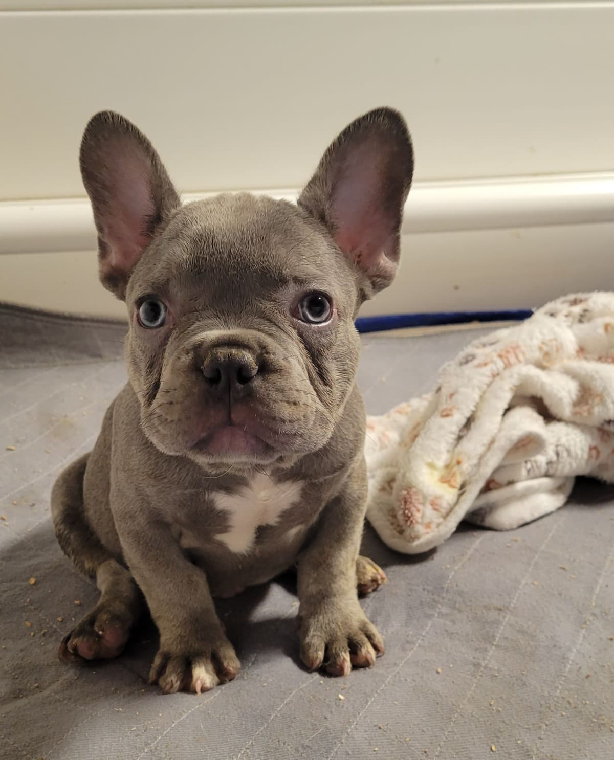 French Bulldog Puppies breeder image 26