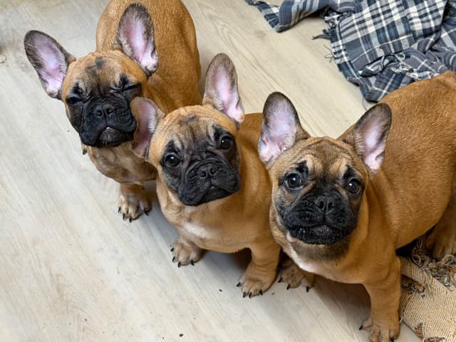 French Bulldog Puppies media 3